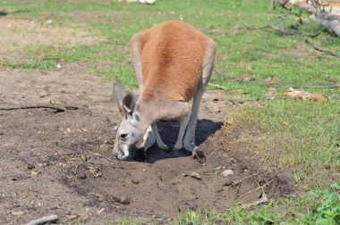 Kanguru açık havada