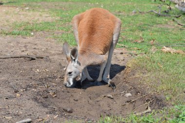 Kanguru açık havada