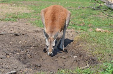 Kanguru açık havada