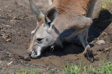 Kanguru açık havada
