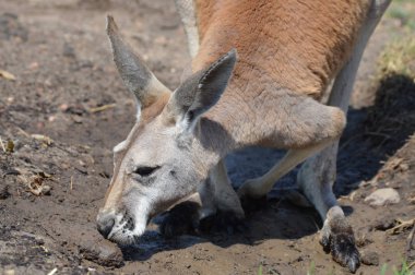 Kanguru açık havada