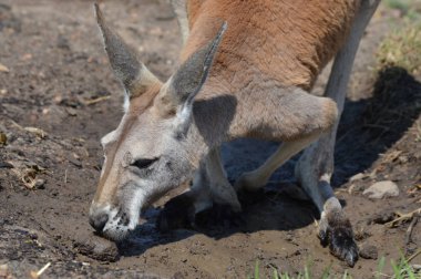 Kanguru açık havada