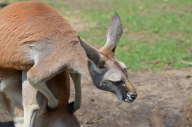 Kanguru açık havada