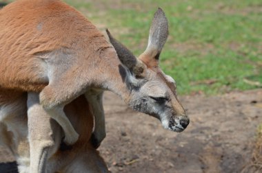Kanguru açık havada