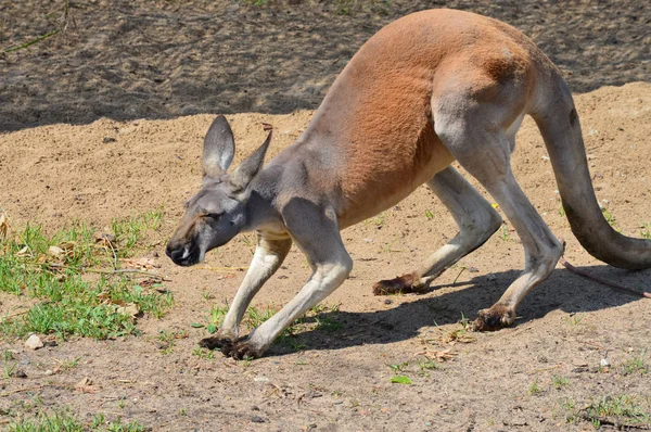 Kangaroo utomhus — Stockfoto