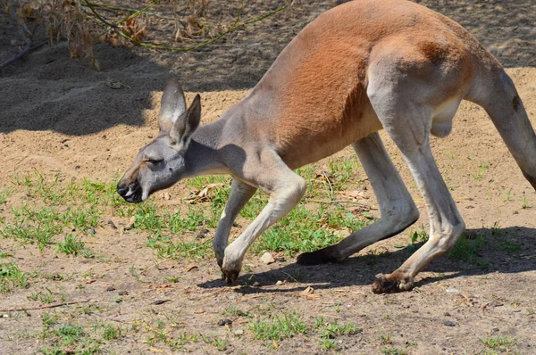Kanguru açık havada