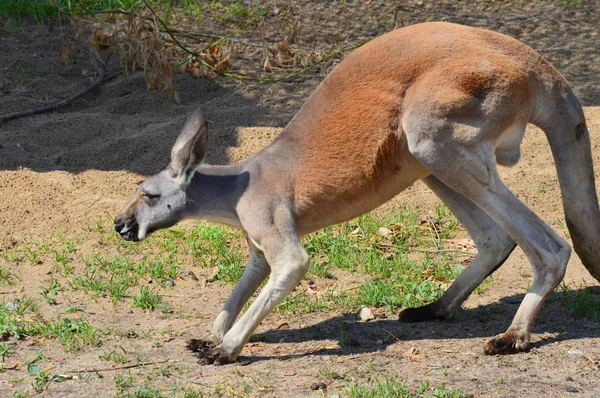 Kangur na świeżym powietrzu — Zdjęcie stockowe