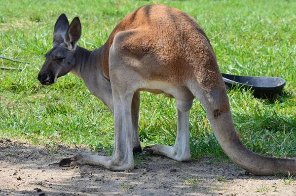 Kanguru açık havada — Stok fotoğraf