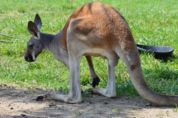 Kanguru açık havada