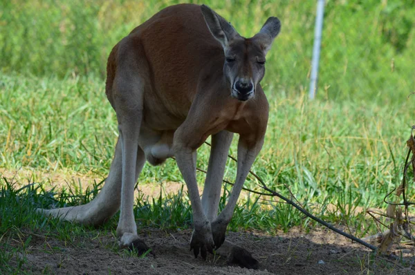 Kanguru açık havada