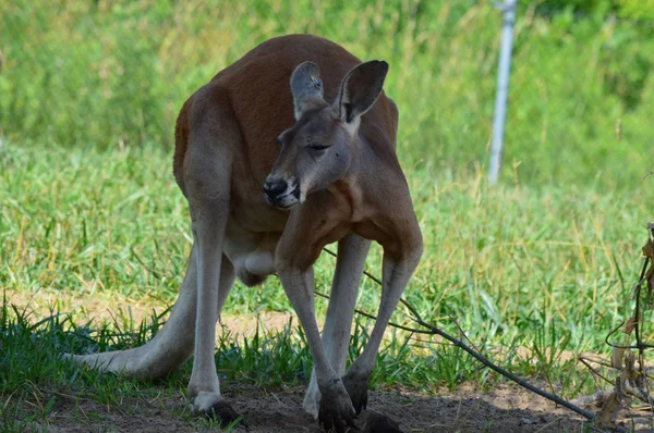Kanguru açık havada
