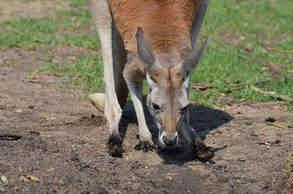 Kanguru açık havada