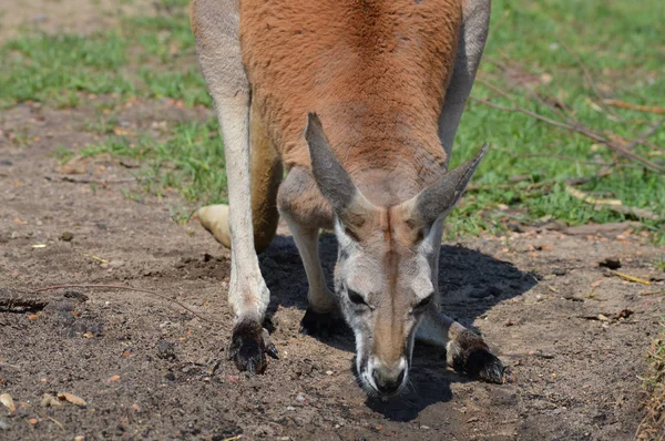 Kanguru açık havada
