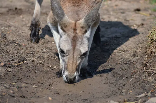 Kanguru açık havada