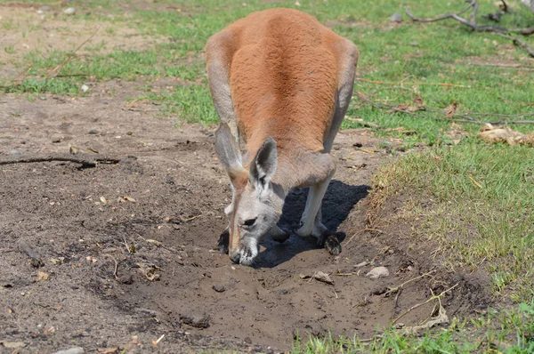 Kanguru açık havada