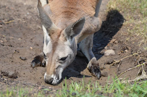 Kanguru açık havada