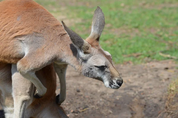 Kanguru açık havada — Stok fotoğraf