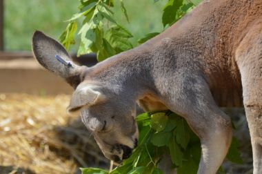 Kanguru açık havada
