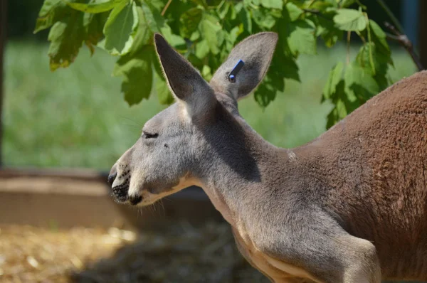 Kangaroo in de buitenlucht — Stockfoto