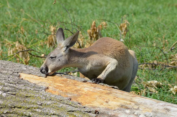 Kangaroo by a tree — Stock Photo, Image