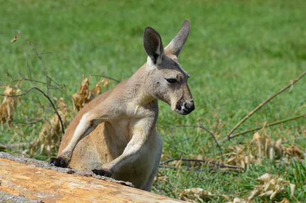 Kangaroo av ett träd — Stockfoto