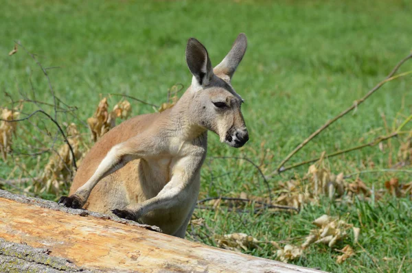 Canguru por uma árvore — Fotografia de Stock