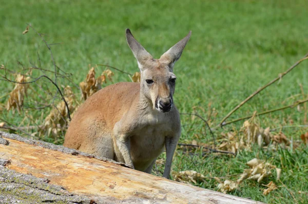Kanguru bir ağaç tarafından — Stok fotoğraf