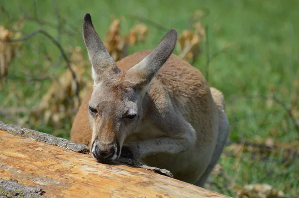 Kangaroo av ett träd — Stockfoto