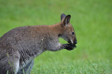 Küçük bir kanguru