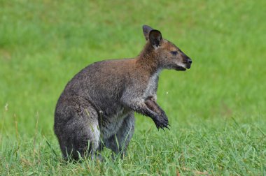 Küçük bir kanguru