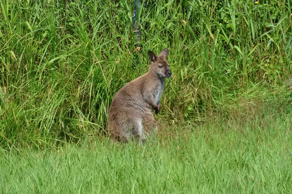Küçük bir kanguru — Stok fotoğraf