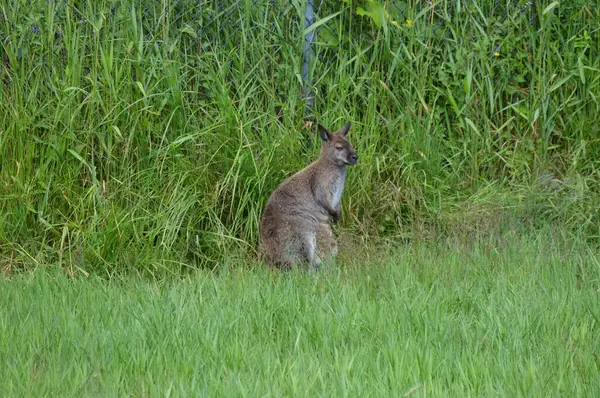 Küçük bir kanguru — Stok fotoğraf