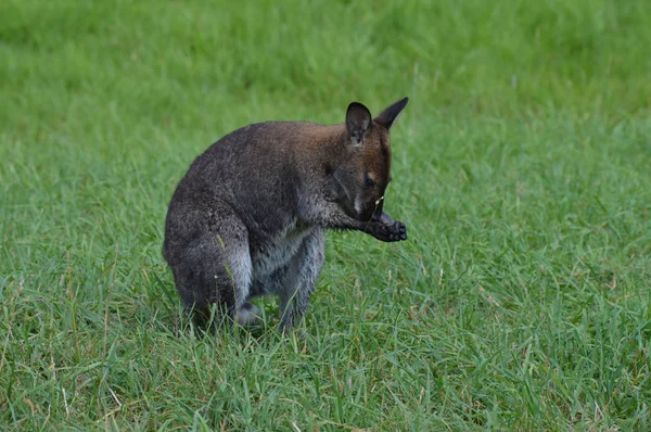 Un piccolo Wallaby — Foto Stock