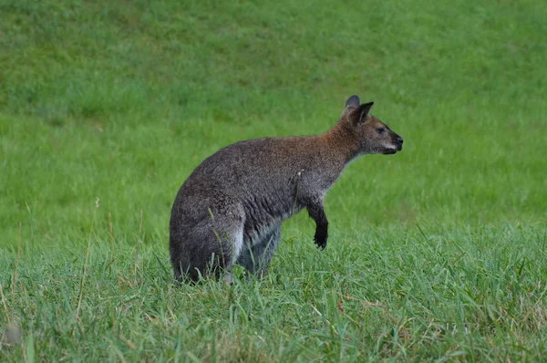 Un pequeño Wallaby —  Fotos de Stock