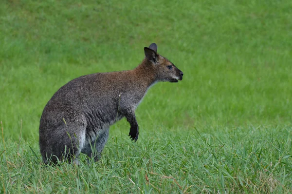 Ein kleines Wallaby — Stockfoto