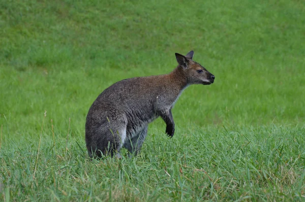 Ein kleines Wallaby — Stockfoto