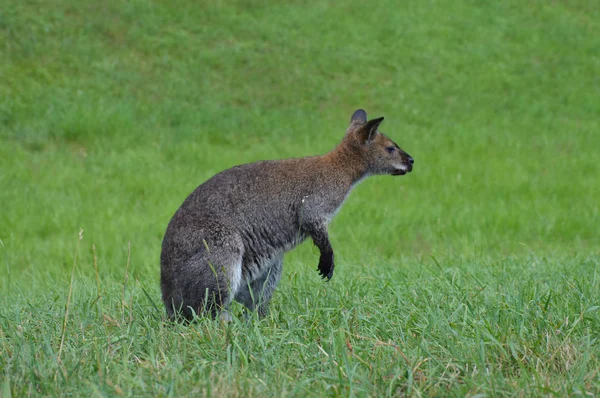 Ein kleines Wallaby — Stockfoto