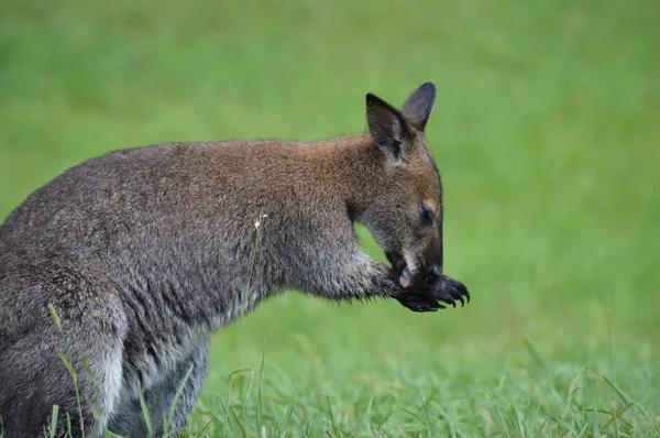 Een kleine Wallaby — Stockfoto