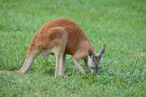 Çimlerde kanguru — Stok fotoğraf