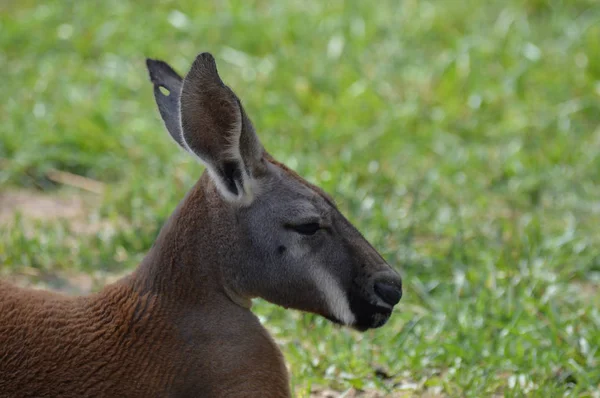 Kangguru di rumput — Stok Foto
