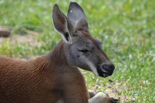 Kangoeroe in het gras — Stockfoto