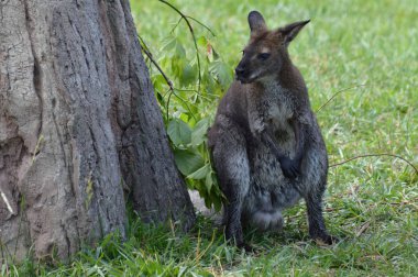 Küçük bir kanguru