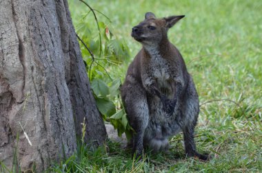 Küçük bir kanguru