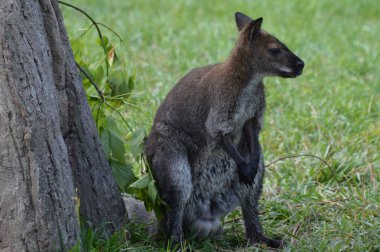 Küçük bir kanguru