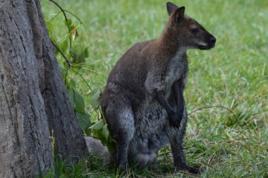Küçük bir kanguru