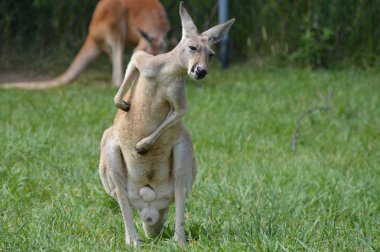 Otların arasında bir kanguru