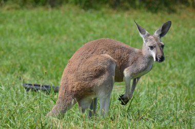 Otların arasında bir kanguru