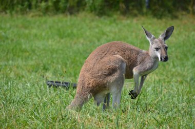 Otların arasında bir kanguru