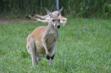 Otların arasında bir kanguru