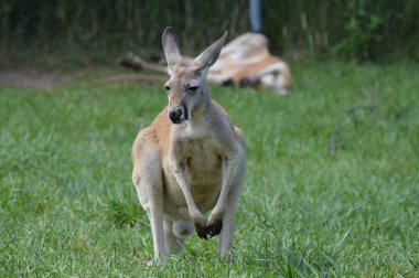 Otların arasında bir kanguru